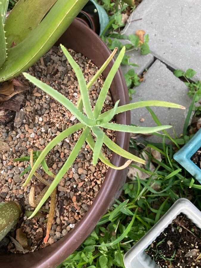 Aloe decaryi — houseplant care guide