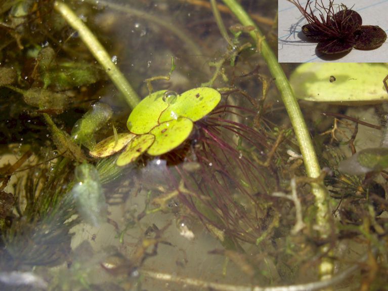 Spirodela polyrrhiza flower