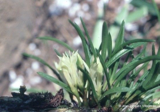 Dendrobium masarangense habit