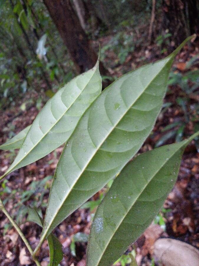 Pouteria coriacea — houseplant care guide