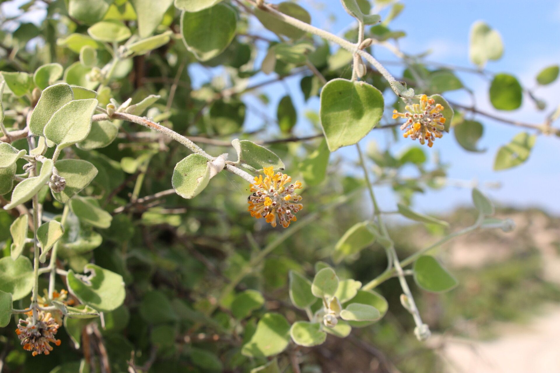 Buddleja fragifera habit