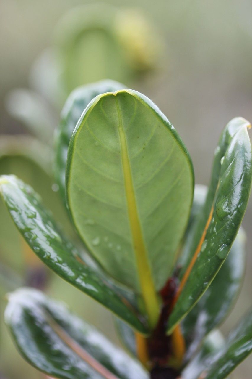 Gaertnera rotundifolia — houseplant care guide