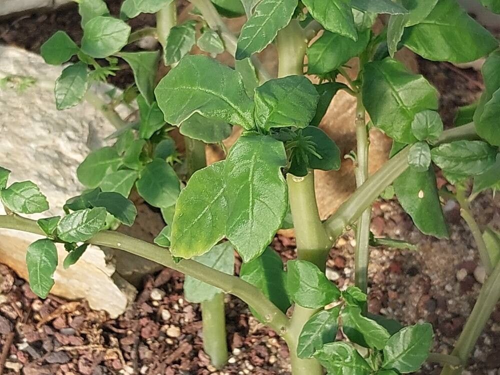 Dorstenia hildebrandtii leaf