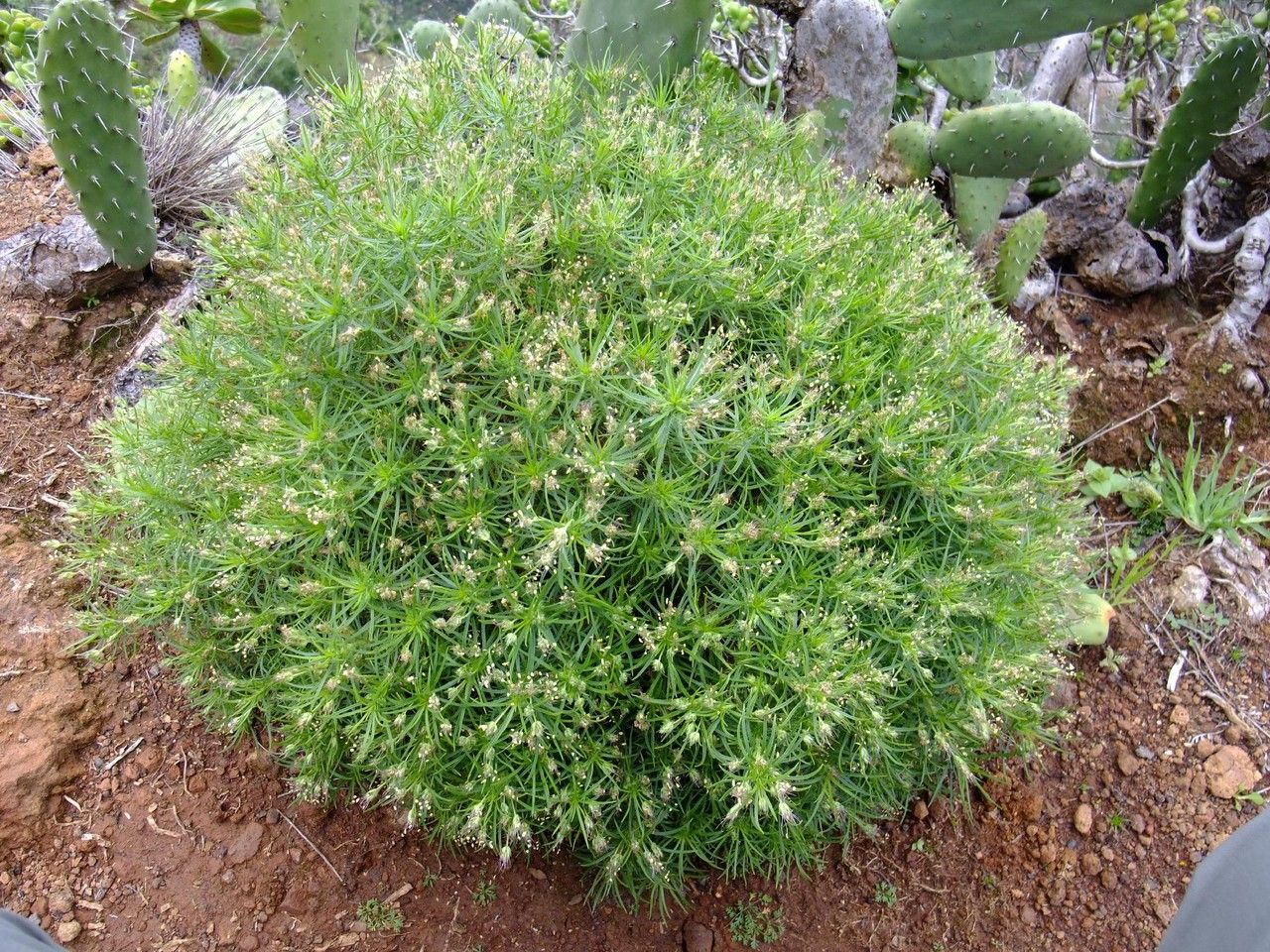 Plantago arborescens habit