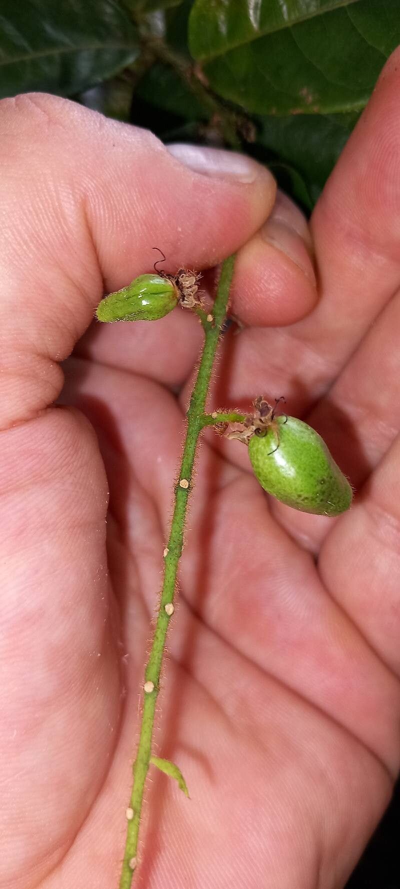 Hirtella tentaculata fruit