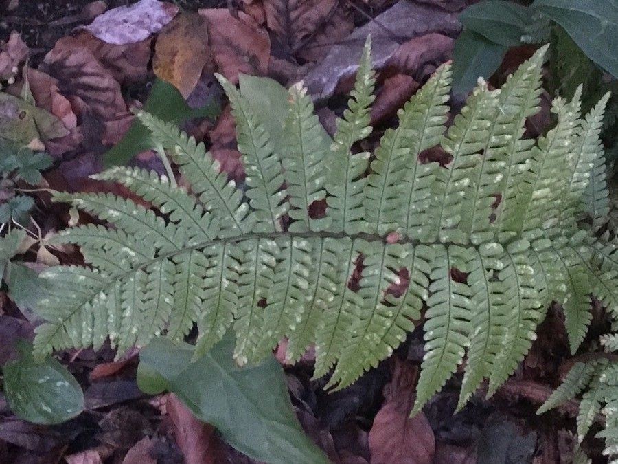 Dryopteris wallichiana leaf