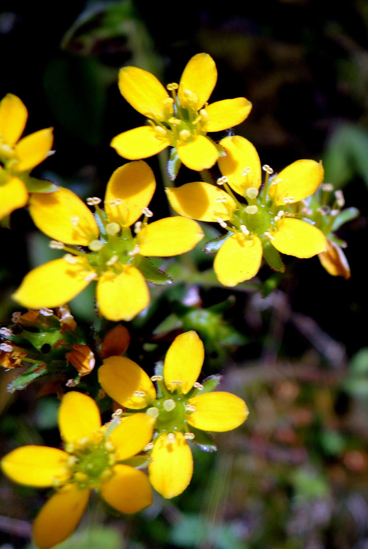 Saxifraga parnassifolia flower