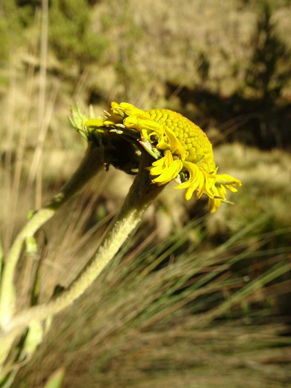 Helenium integrifolium flower