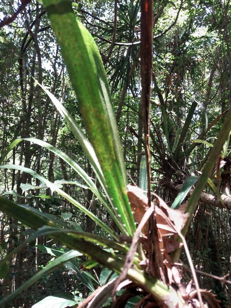 Pandanus latistigmaticus leaf