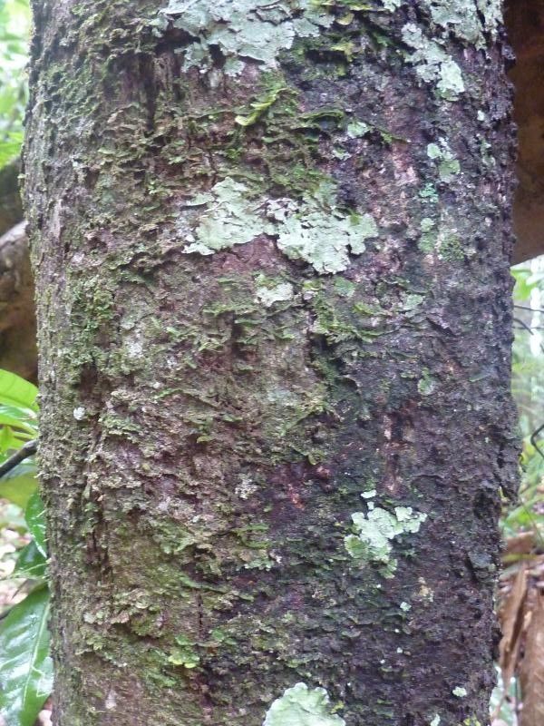 Licaria martiniana bark
