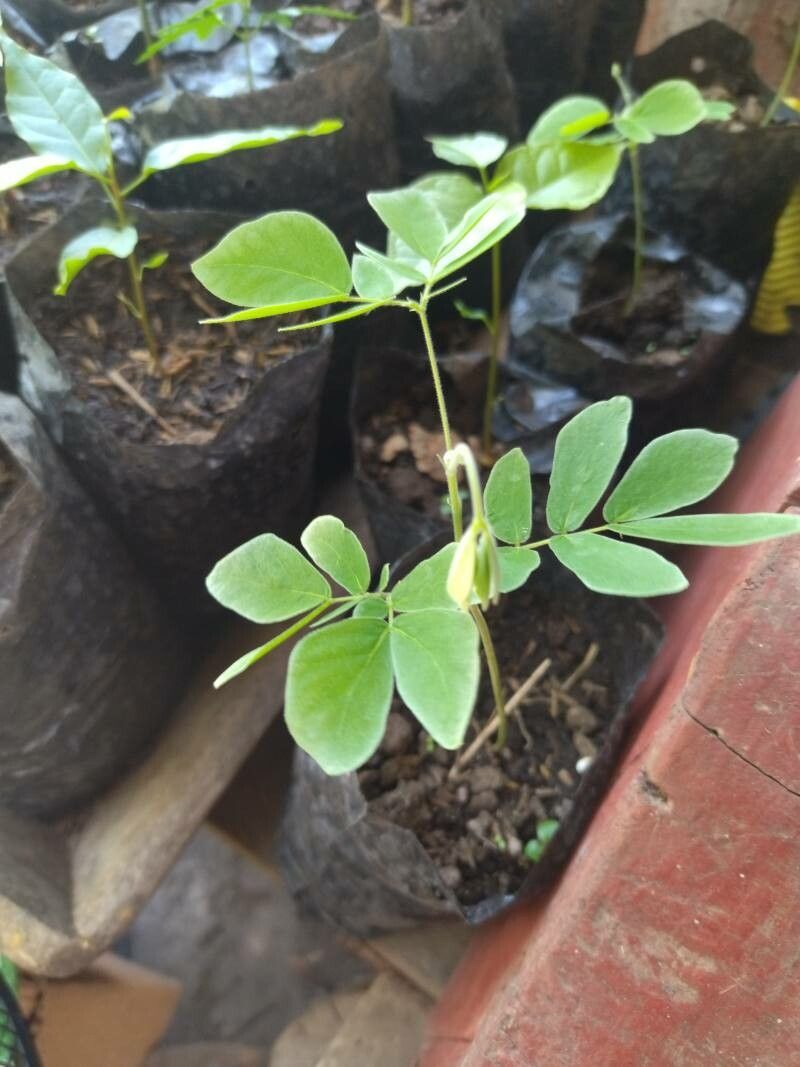 Samanea saman — search result for 'Acacia'