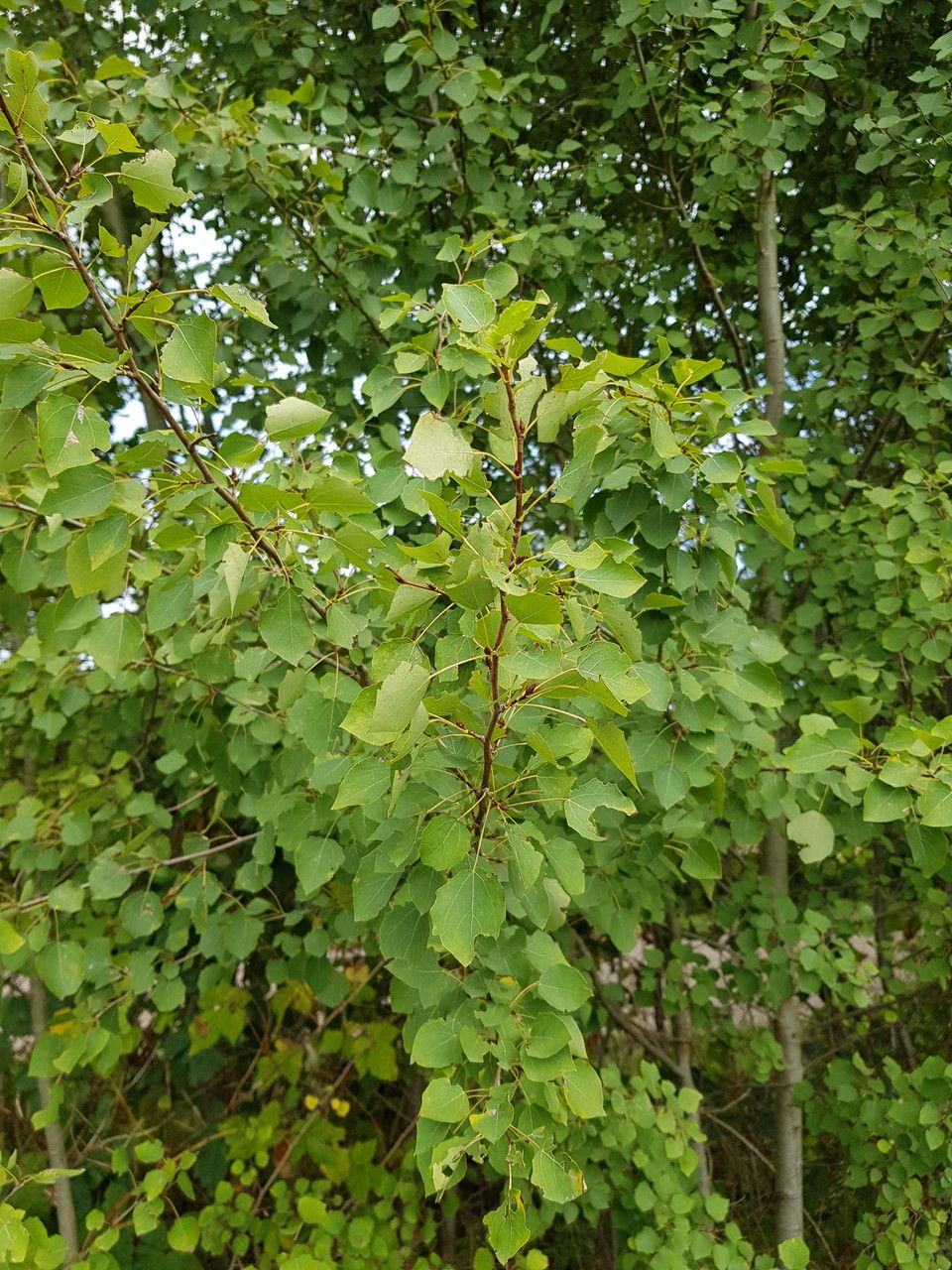 Populus grandidentata flower