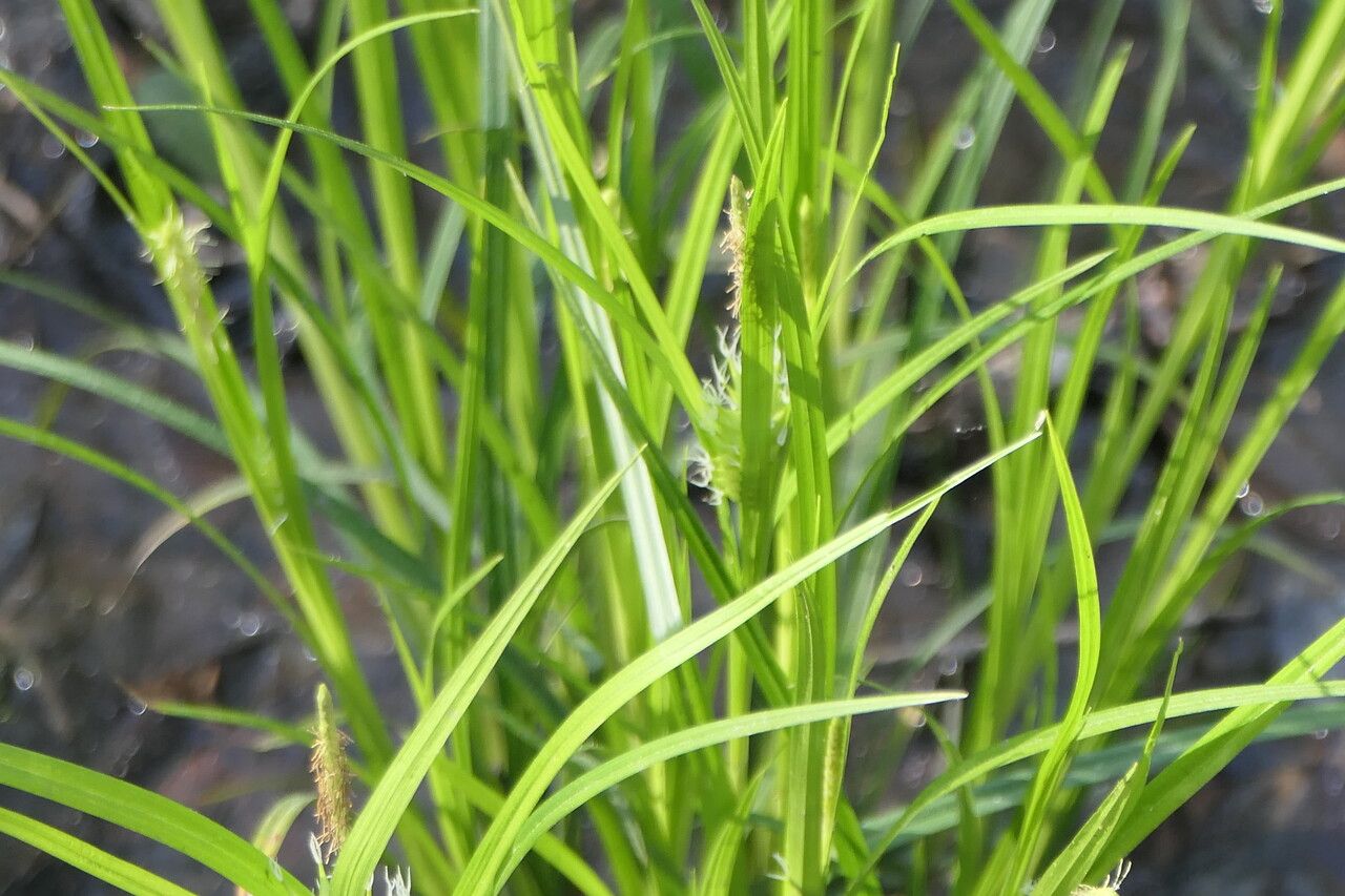 Carex intumescens — search result for 'Carex'