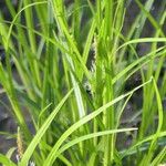 Carex intumescens
