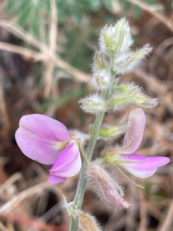 Tephrosia polyphylla flower