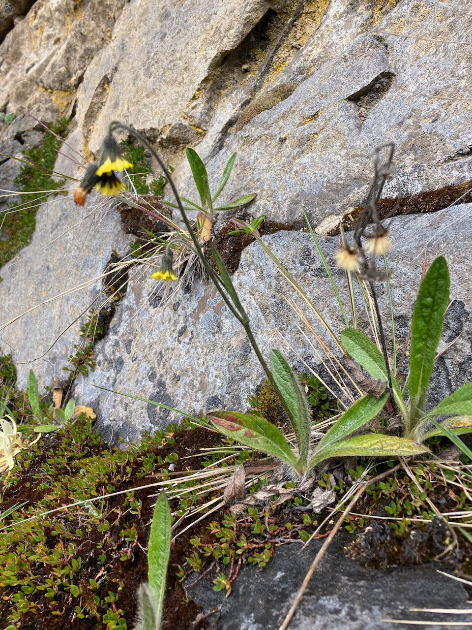 Hieracium avilae habit