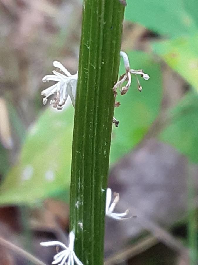 Chamaelirium luteum bark