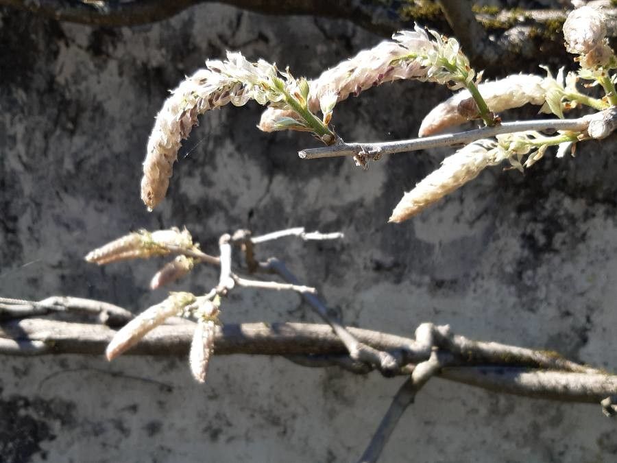 Glycine arenaria flower