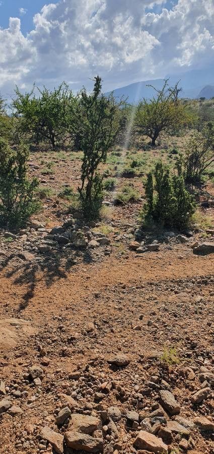 Ormocarpum trichocarpum habit