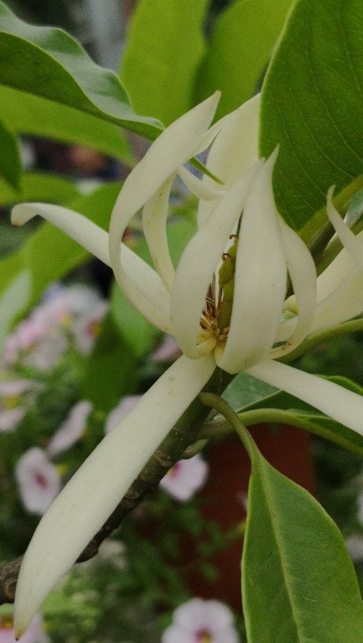 Michelia alba flower