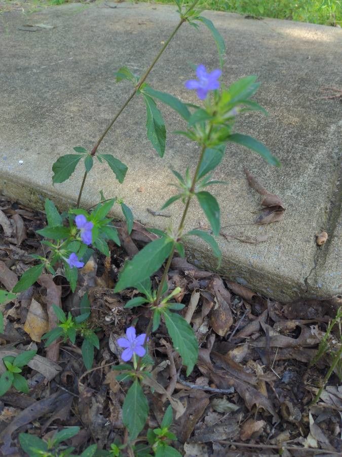 Ruellia drummondiana — search result for 'Ruellia'