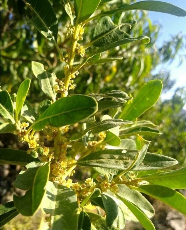 Clutia lanceolata flower