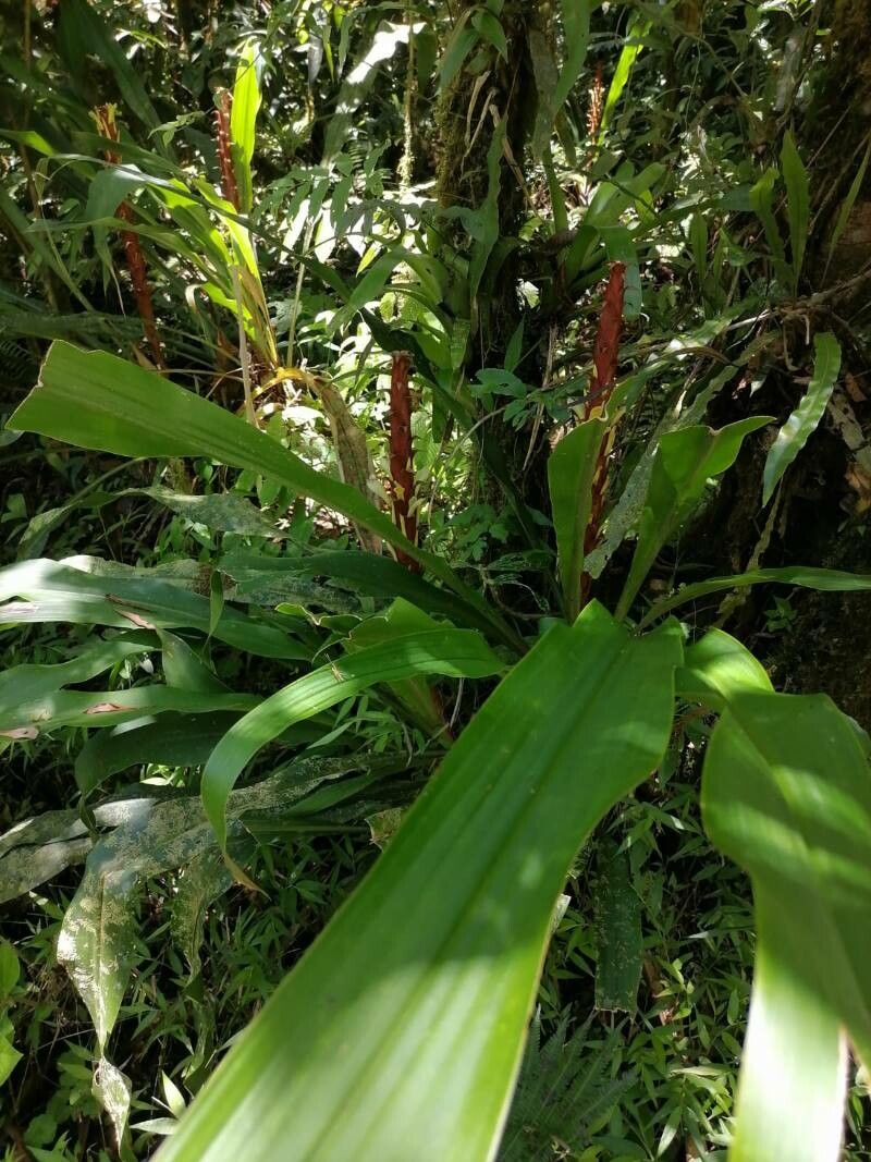 Pitcairnia imbricata — search result for 'Pitcairnia'