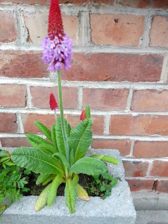 Primula vialii habit