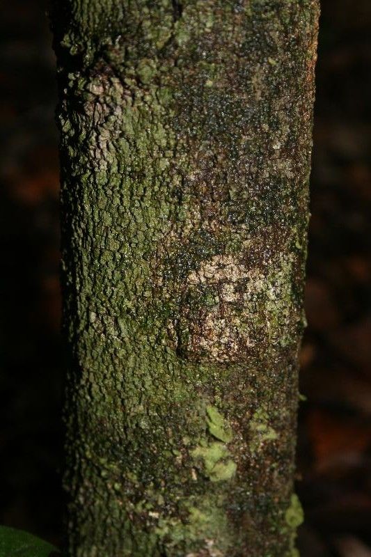 Cupania rubiginosa bark