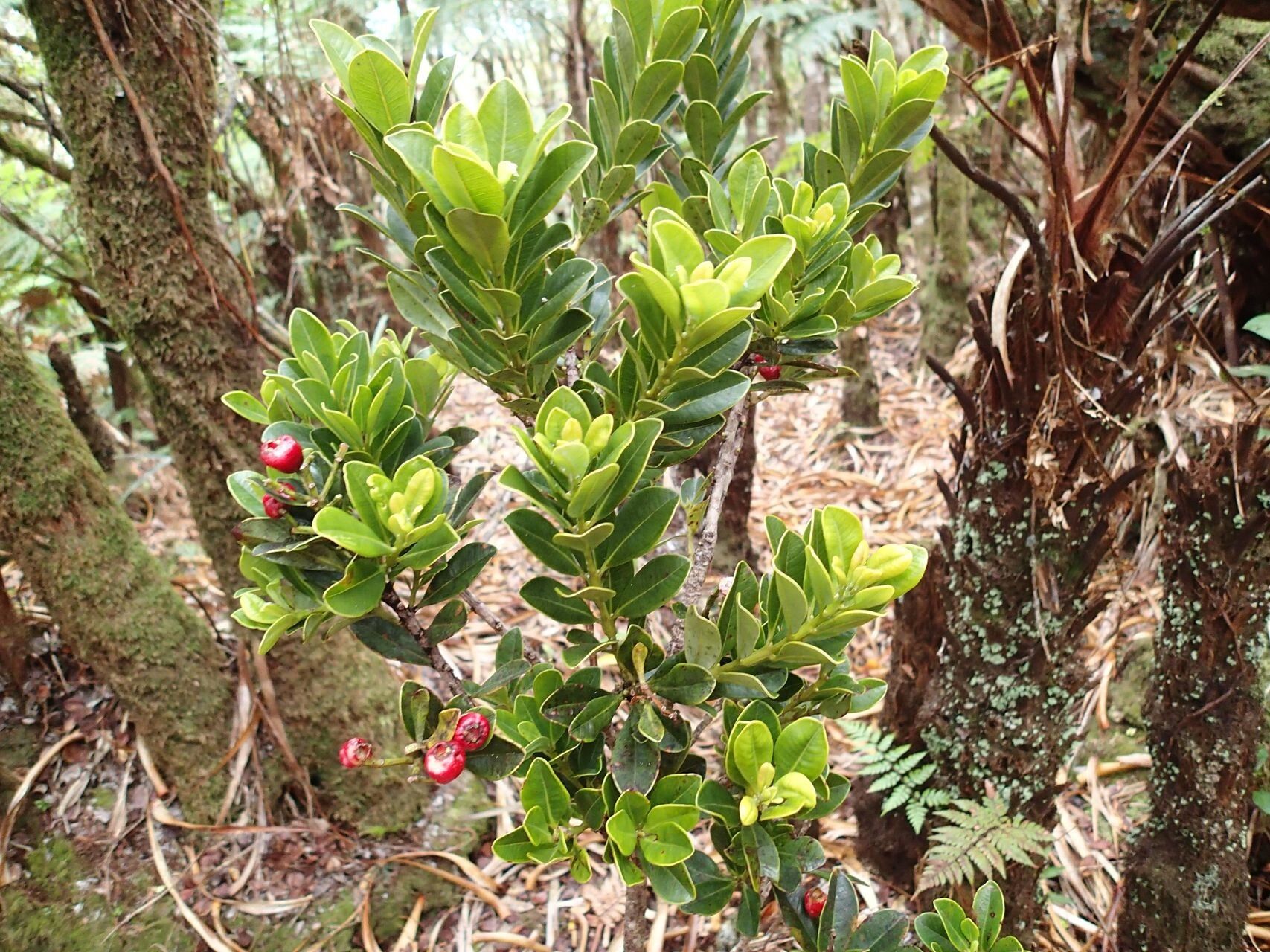 Syzygium tripetalum habit