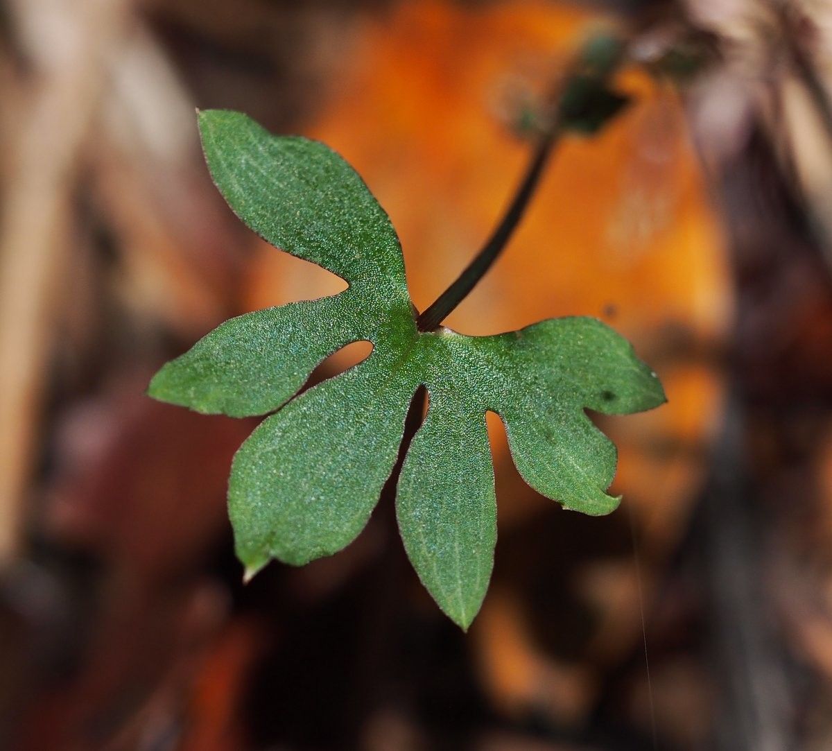 Acianthus uvarius — houseplant care guide