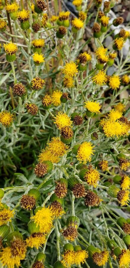 Senecio filaginoides flower