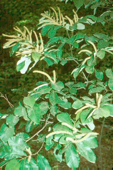 Castanea pumila habit