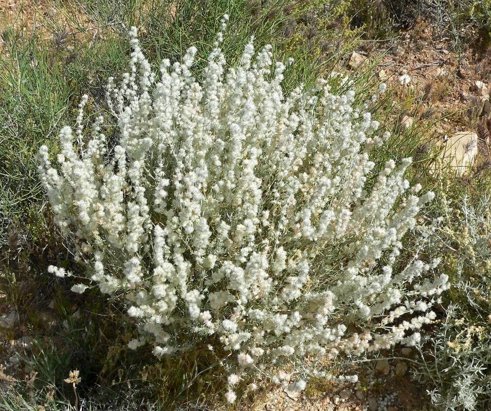 Krascheninnikovia ceratoides flower