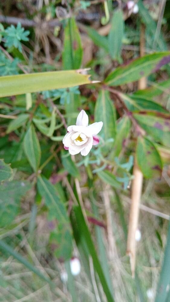 Rhodanthe anthemoides flower