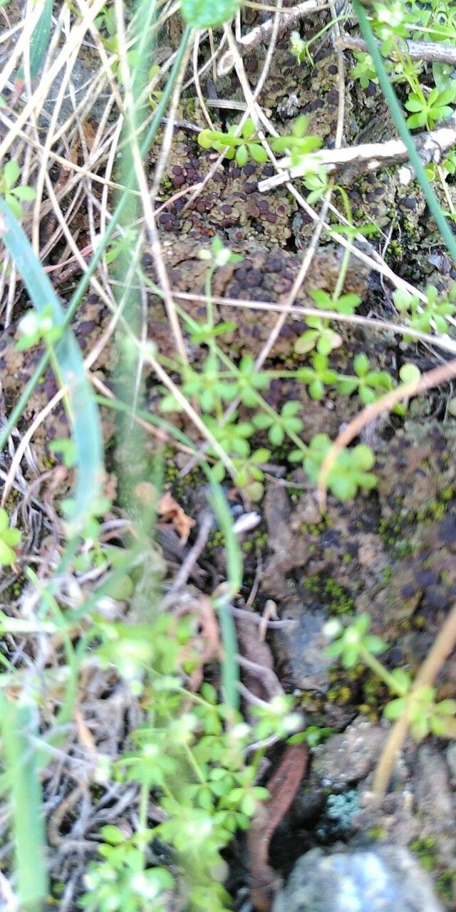 Galium minutulum — houseplant care guide