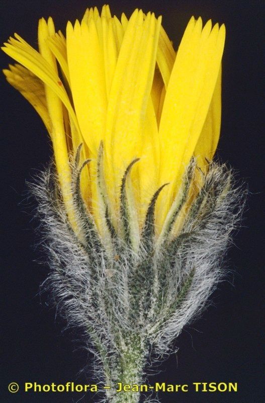 Hieracium tomentellum — houseplant care guide