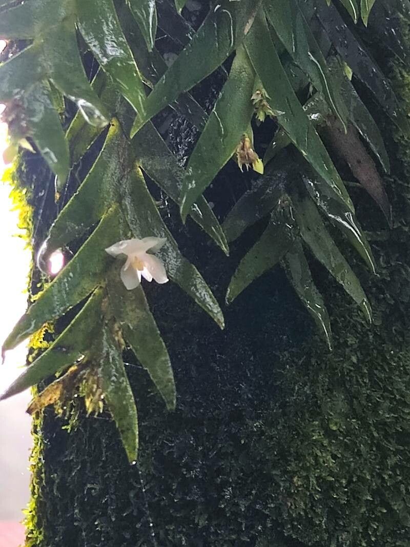 Lockhartia hercodonta leaf