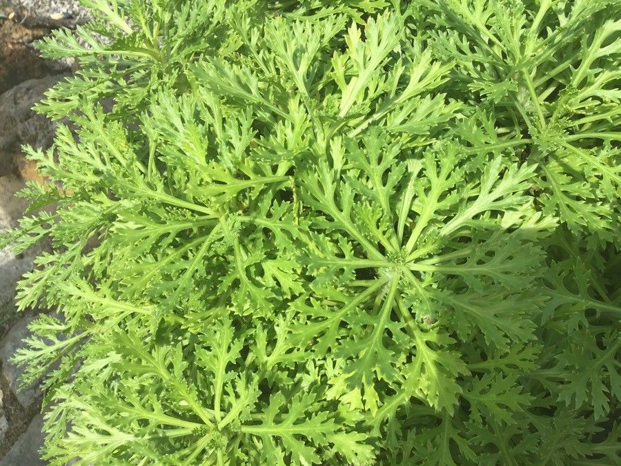 Argyranthemum coronopifolium leaf
