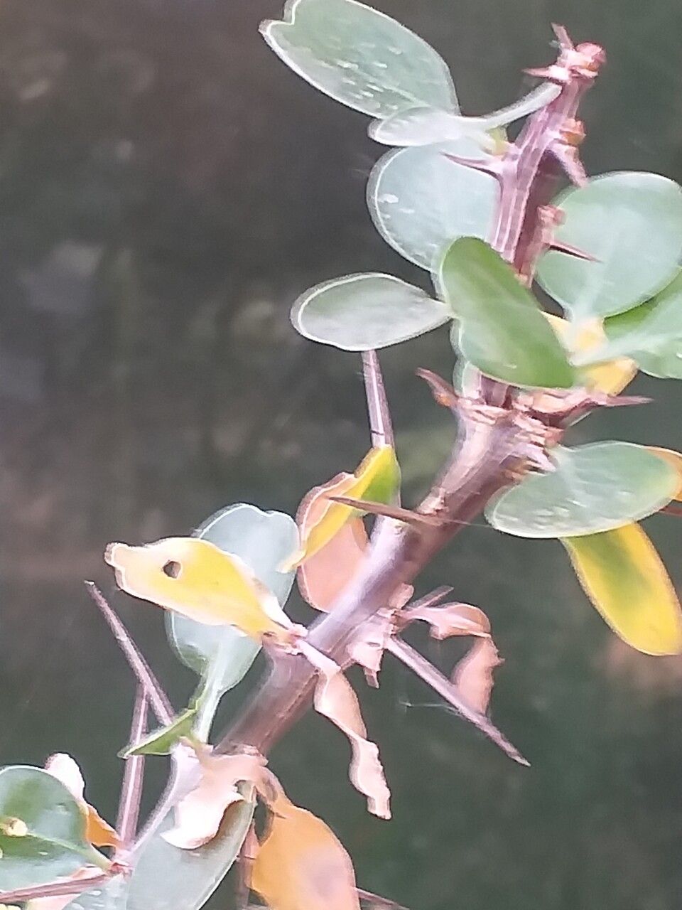 Fouquieria diguetii leaf