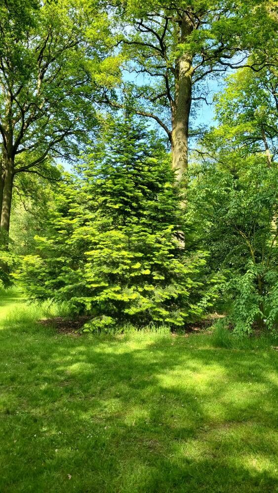 Abies chensiensis habit