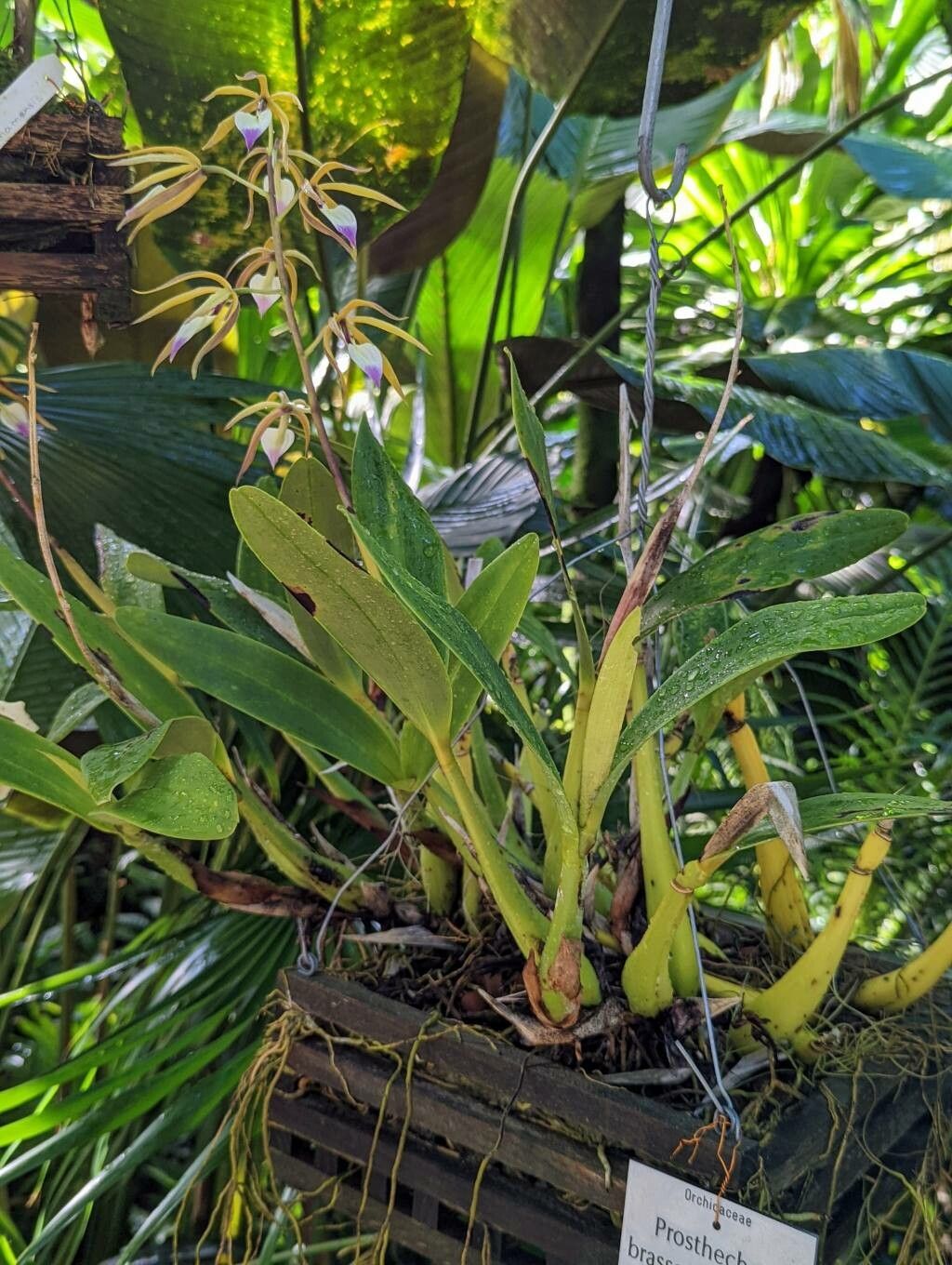 Prosthechea brassavolae habit