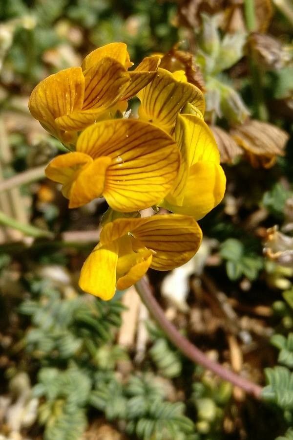 Hippocrepis prostrata flower