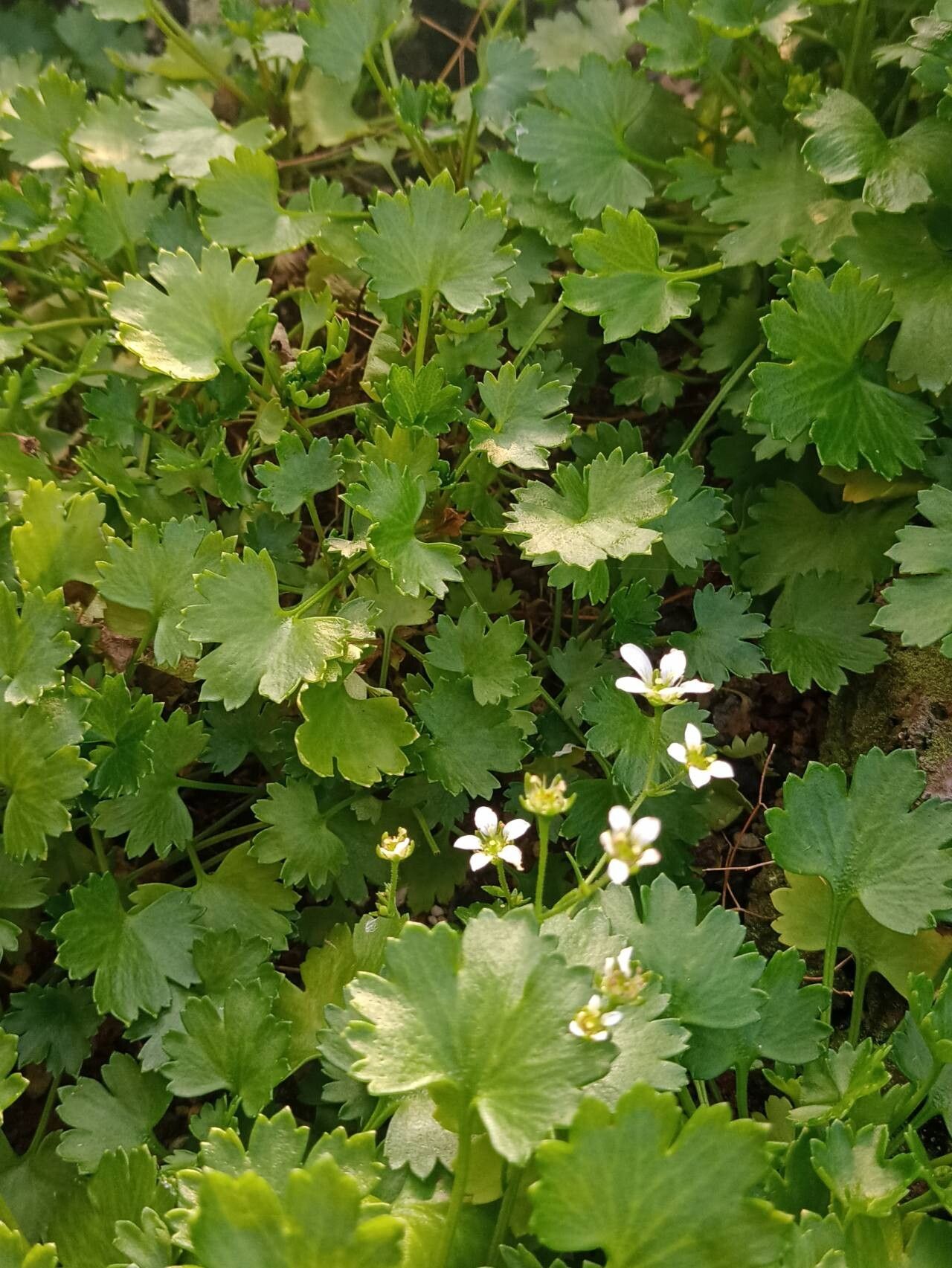 Saxifraga maderensis habit