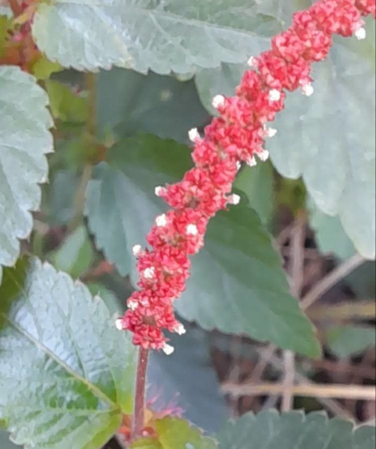 Acalypha multicaulis flower