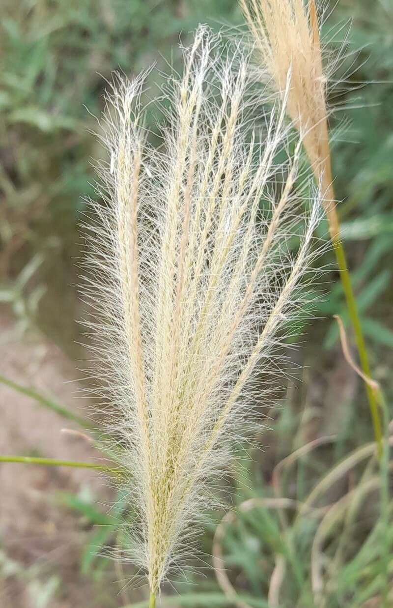 Leptochloa crinita other