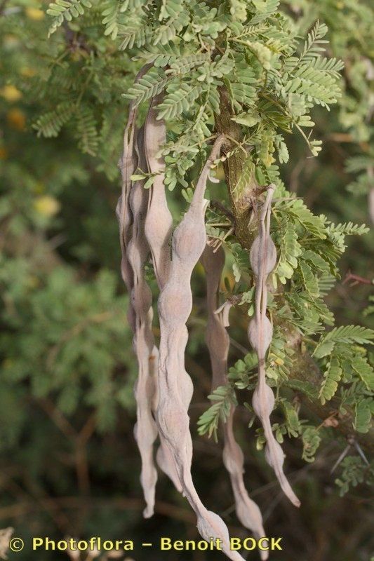 Acacia gummifera — houseplant care guide