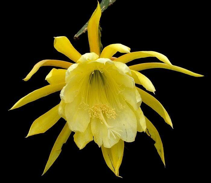 Epiphyllum crenatum