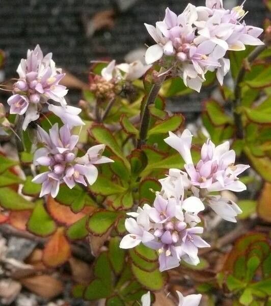 Veronica raoulii — houseplant care guide