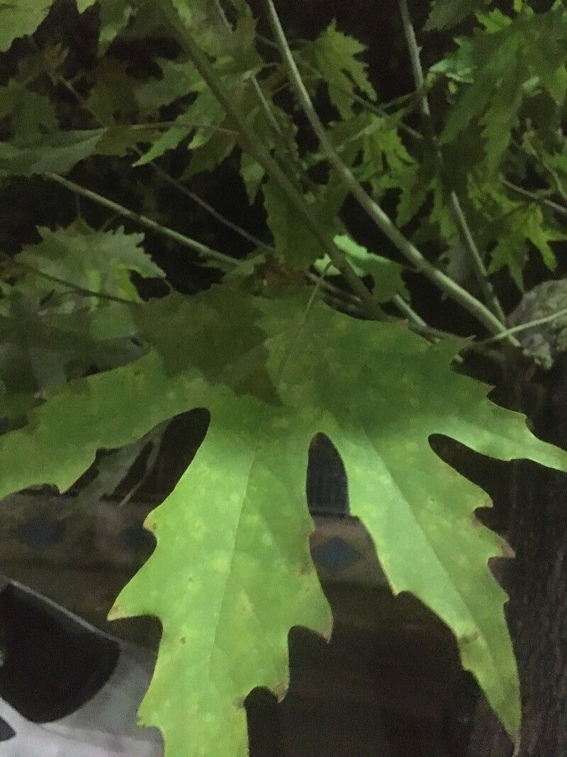 Quercus × benderi leaf